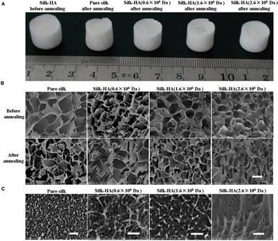 Fabrication of Silk-Hyaluronan Composite as a Potential Scaffold for Tissue Repair